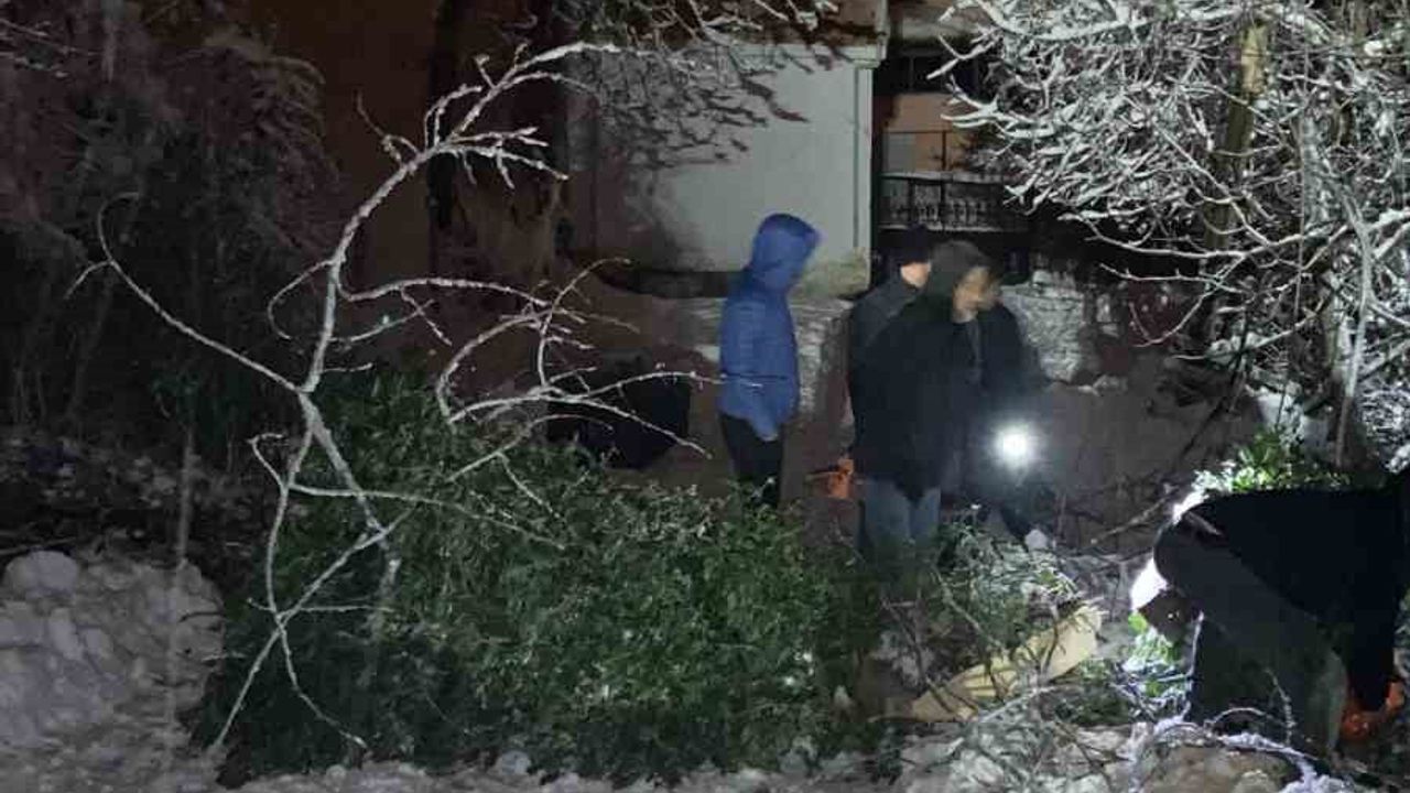 Sinop'un Türkeli ilçesinde kar yağışı ağaç devrilmesine yol açtı