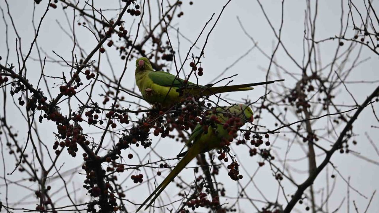 Şirintepe Mahallesi'nde papağanlar parkı mesken tuttu