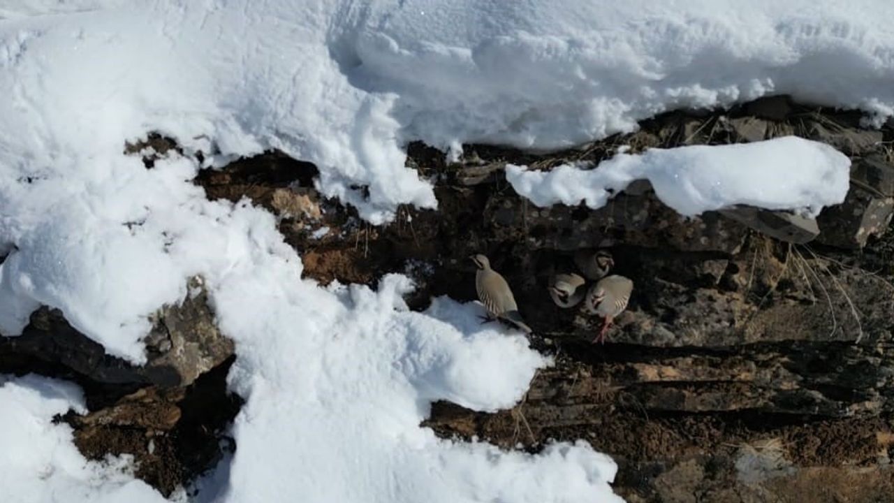 Şırnak'ta keklik sürüleri kar ve soğuk nedeniyle sıcak alanlara indi