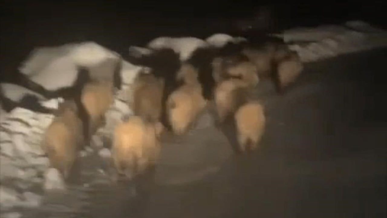 Şırnak’ta kış şartları domuz sürülerini köylere indirdi