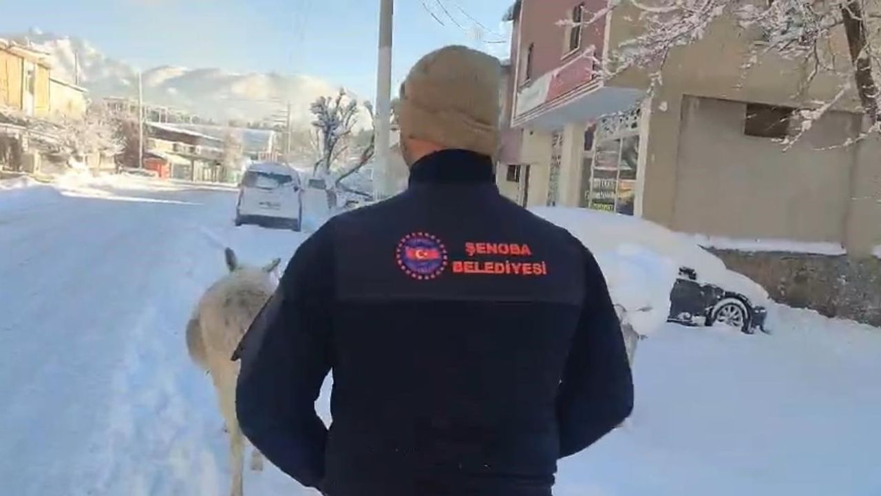 Şırnak'ta soğuk tehlikesi nedeniyle yüzlerce sokak hayvanı barınaklara toplandı