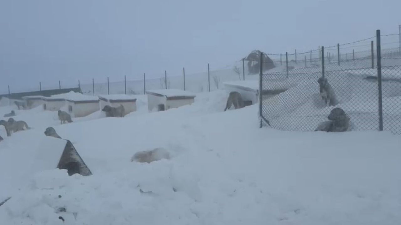 Sivas Altınyayla'da Kangal yetiştiricisi çiftliğinde 2 metrelik karla karşılaştı