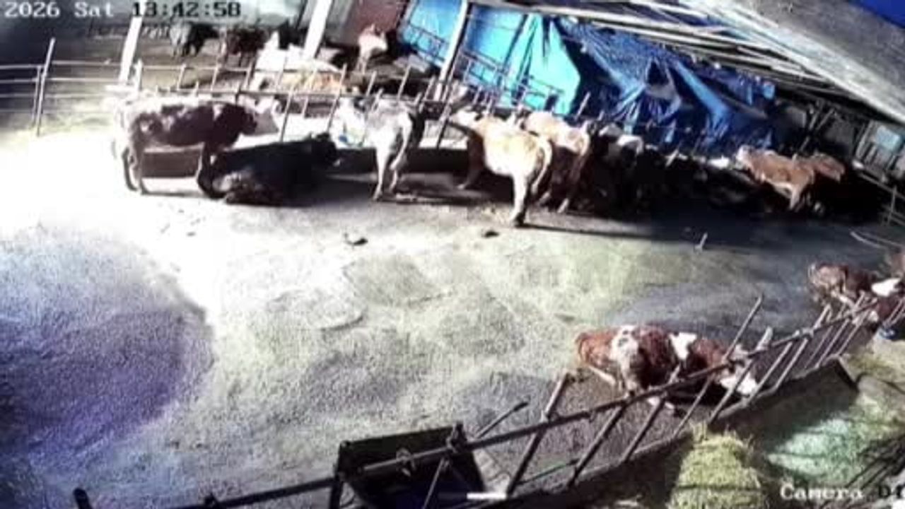 Sivas Altınyayla'da kar birikimi ahırı çökertti; anlar güvenlik kamerasında