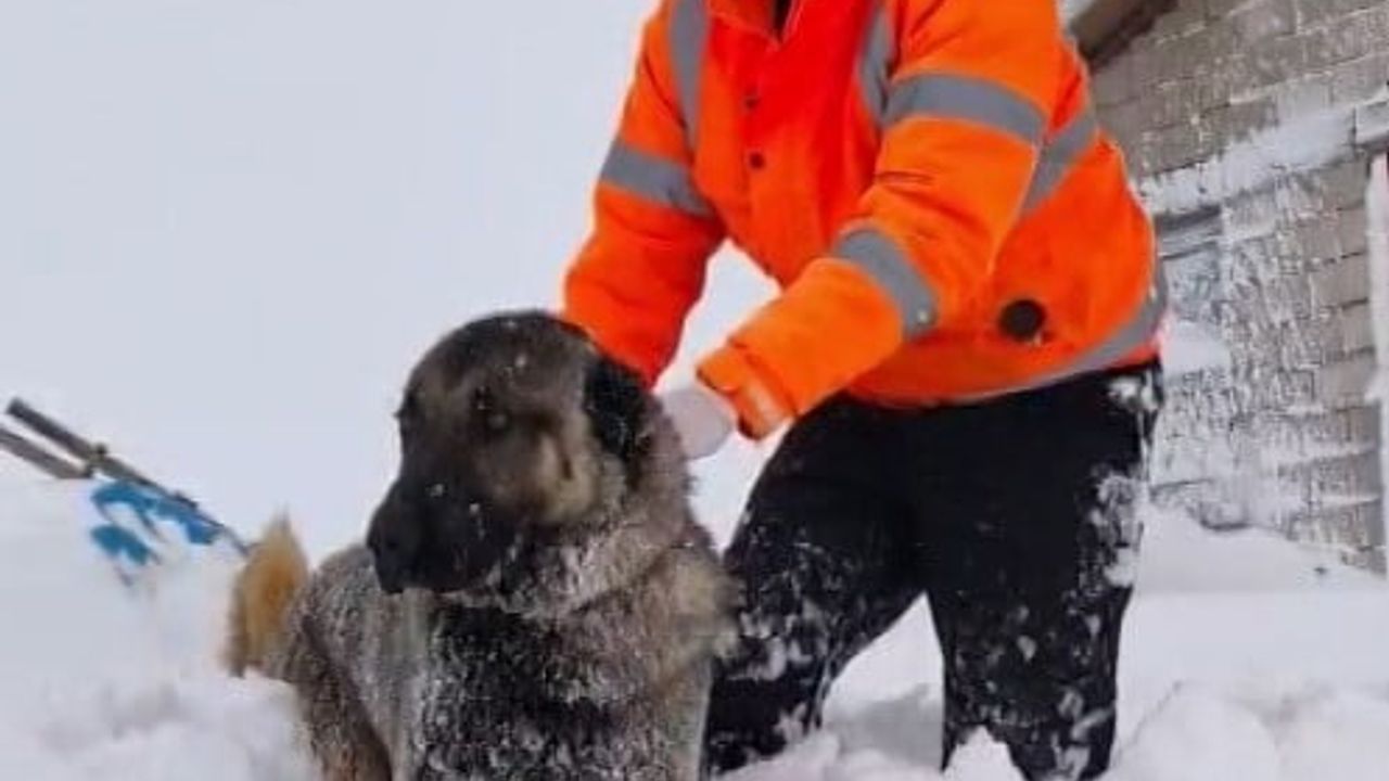 Sivas Altınyayla'da yoğun karın ardından çiftlikte samanlık çöktü