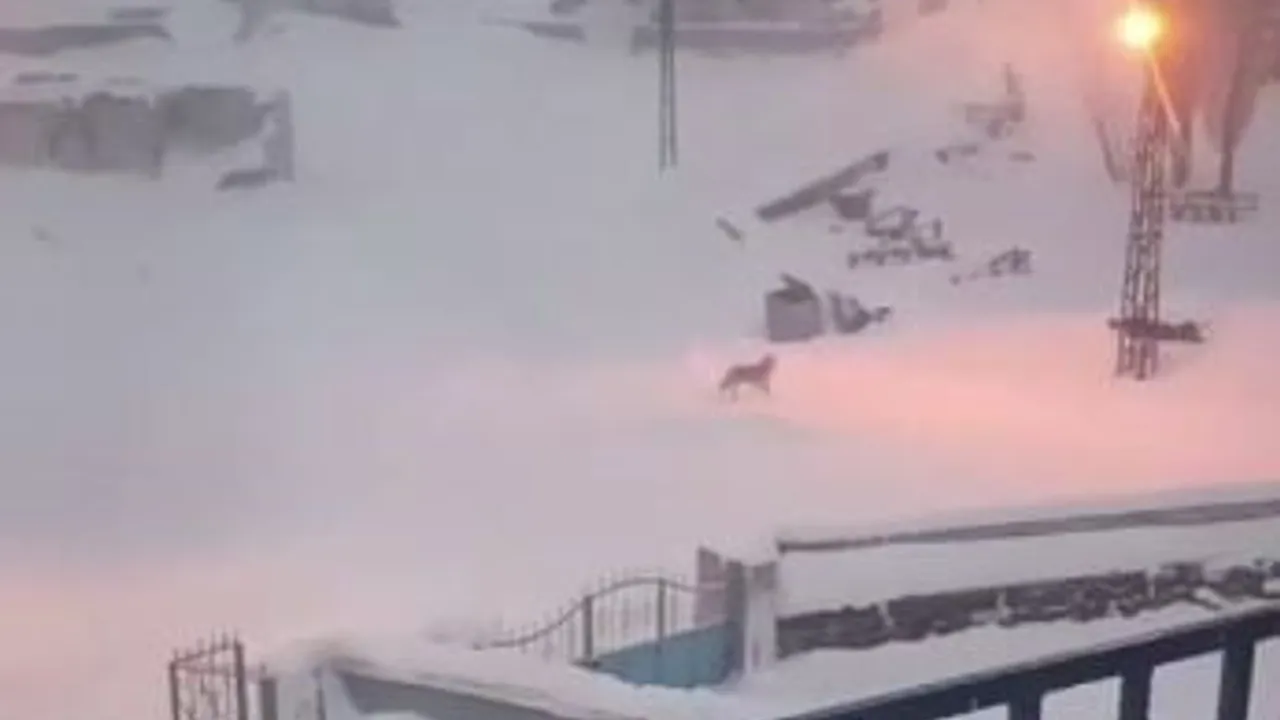 Sivas'ın Kızılhüyük köyünde kurtlar için araziye yiyecek bırakıldı