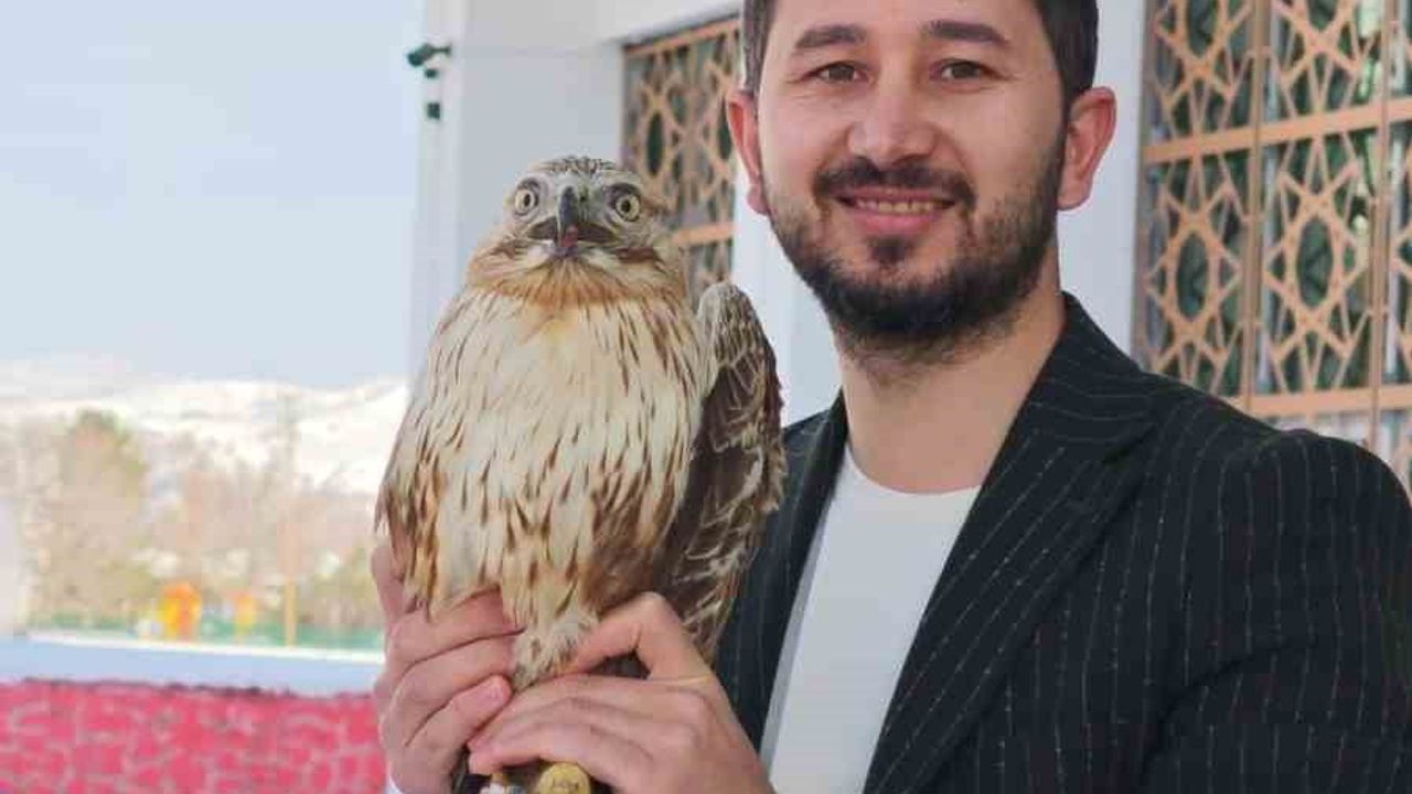 Sivas'ın Zara ilçesinde bitkin hale gelen kızıl şahin koruma ekiplerine teslim edildi