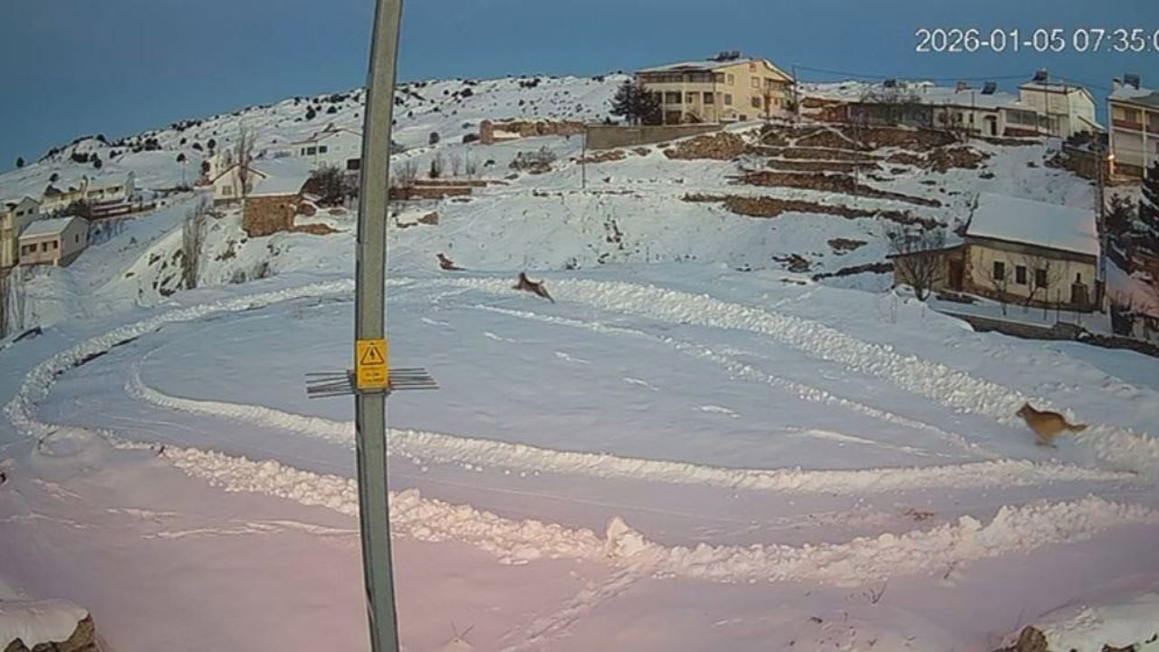 Sivas Kılıçköy'de güvenlik kamerasına yansıyan vaşak ve kurt kovalamacası