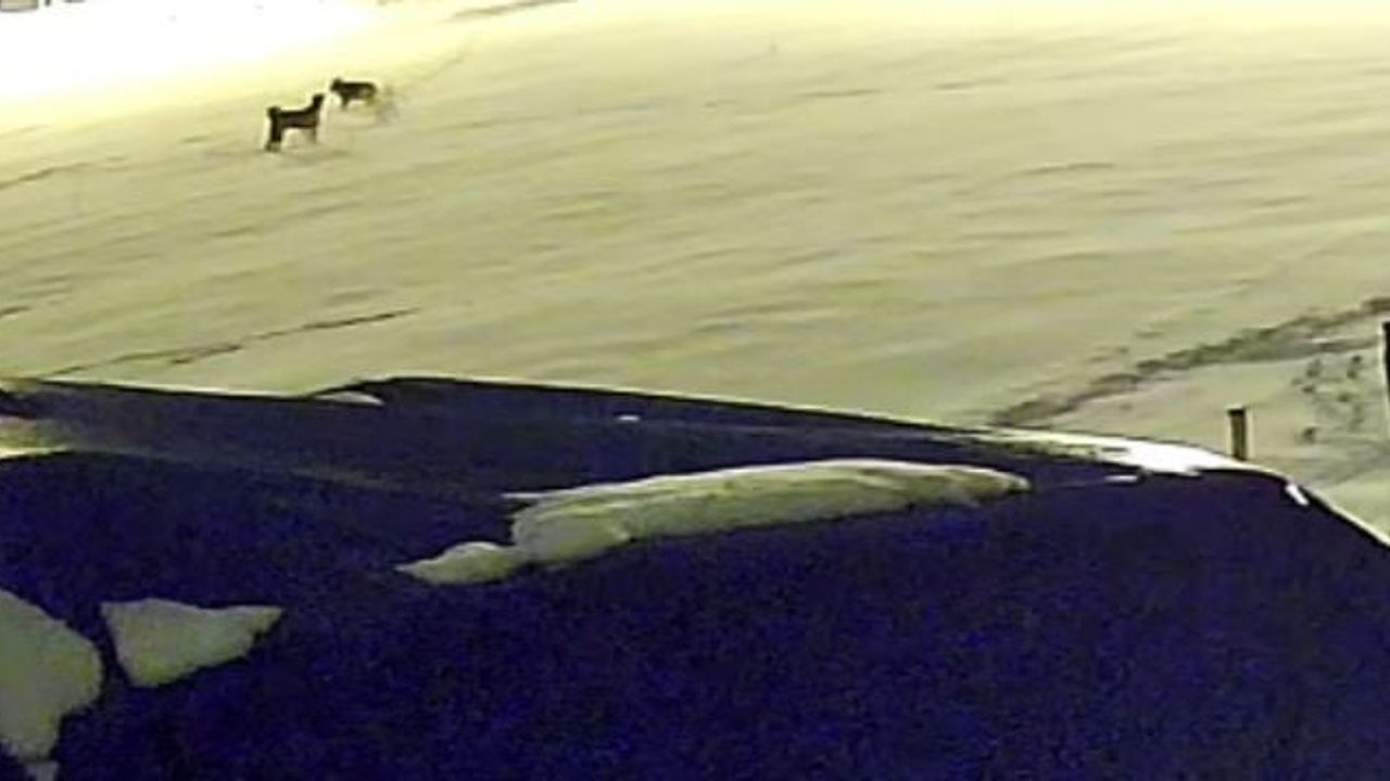 Sivas'ta 6 kurt, Hafik'te çiftlik köpeğine saldırdı; olay güvenlik kamerasında