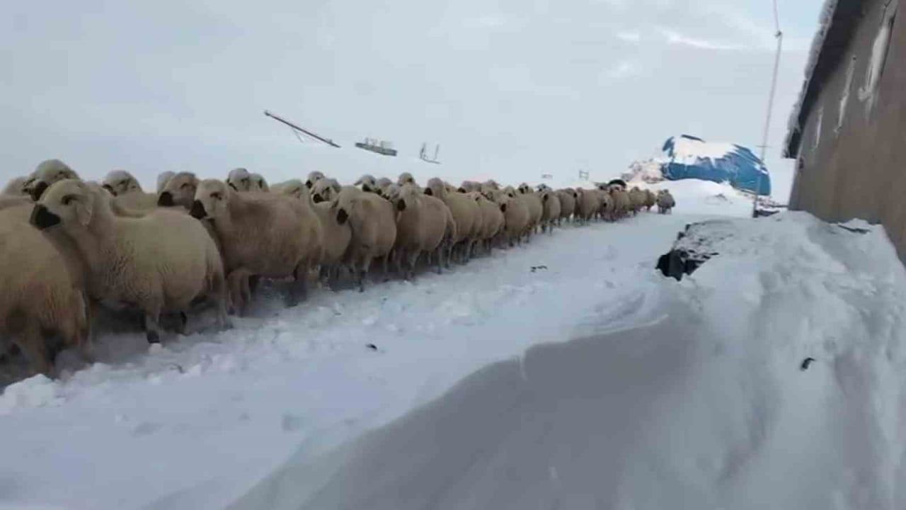 Sivas'ta kar bazı bölgelerde 2 metreyi aştı; hayvancılık yapanlar zorluk yaşıyor