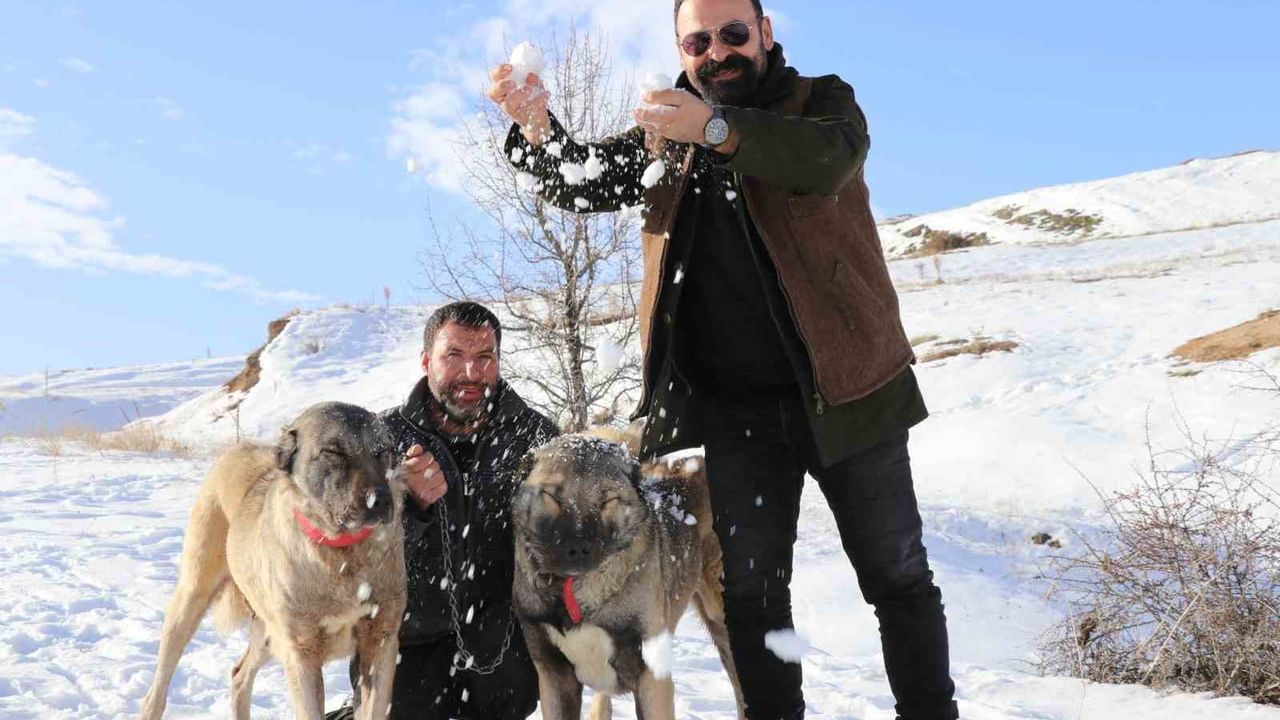 Sivas'ta kar yağışı kangalları canlandırdı: Yetiştirici Hüseyin Yıldız anlattı