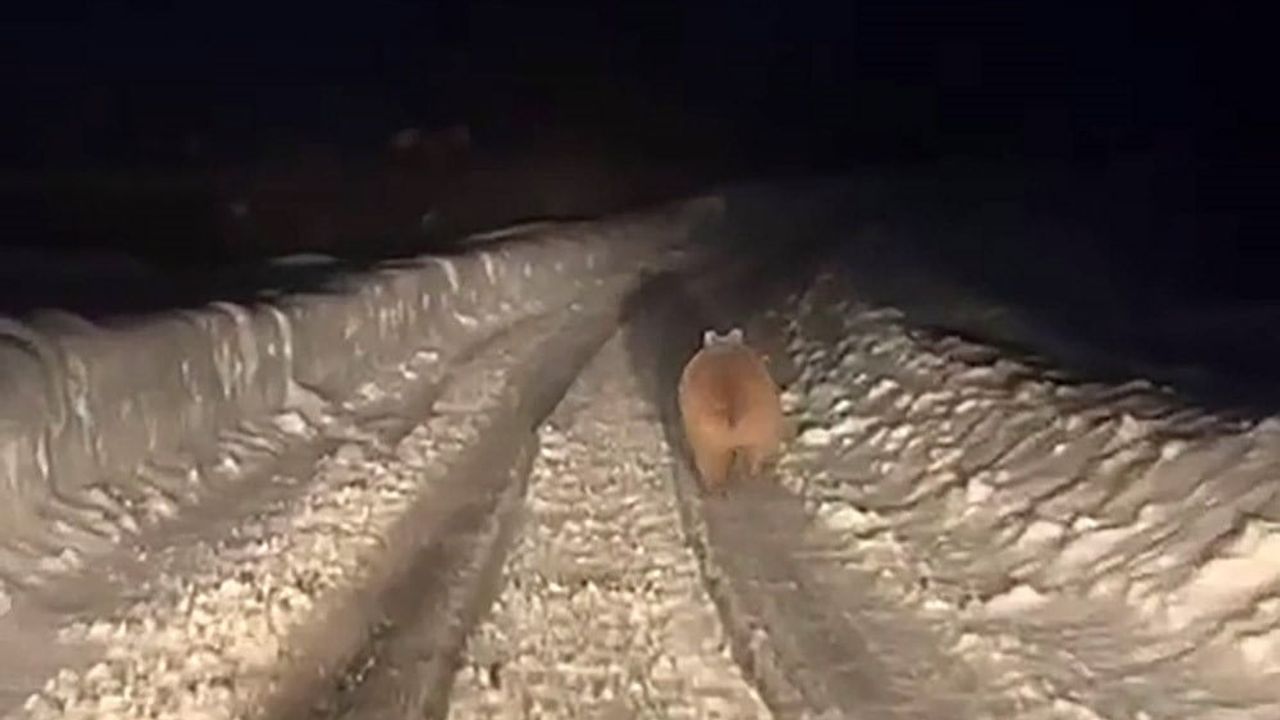 Sivas’ta kış uykusuna yatmayan ayı görüntülendi; aşırı kilosu dikkat çekti