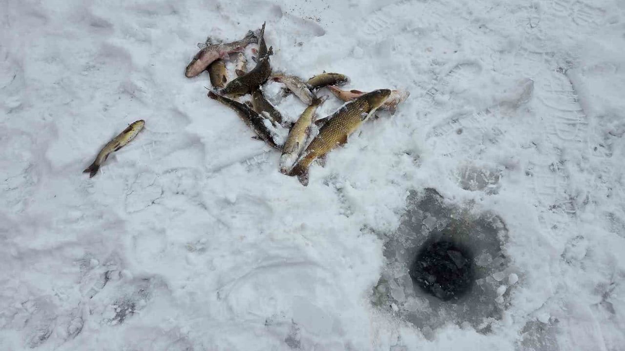 Sivas’ta Kızılırmak’ta 'eskimo usulü' buz kırma ve el ile balık avı