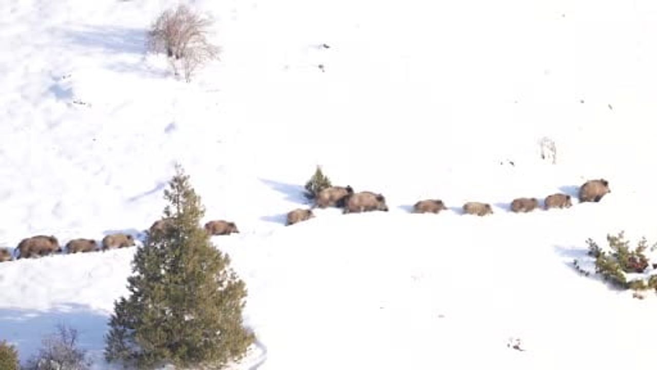 Sivas'ta sıfırın altında 20 derece: Domuz sürüsü barajı tek sıra halinde yüzerek geçti