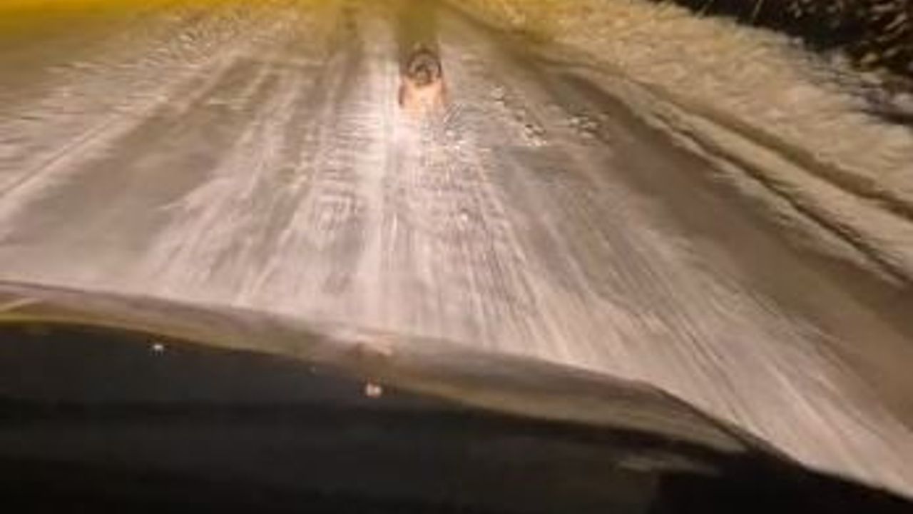 Sivas'ta Sızır Beldesi yakınlarında iki kurt görüntülendi