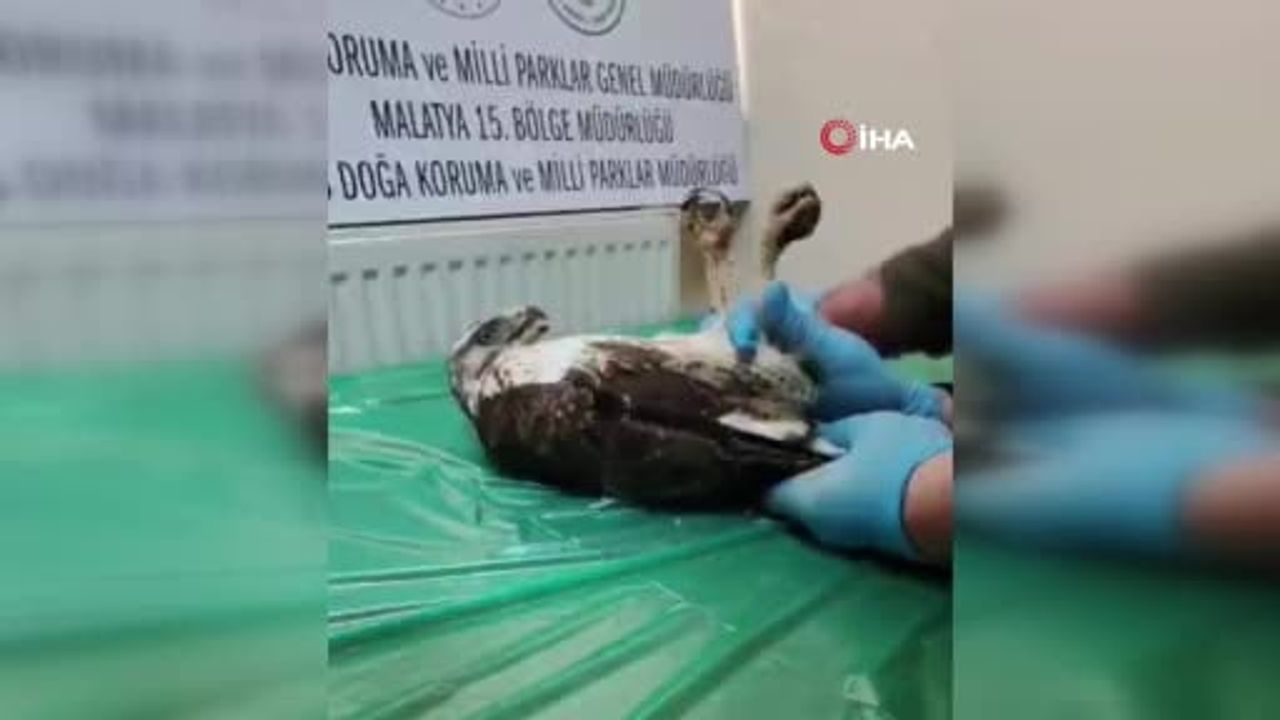 Sivas'ta Yaralı Bayağı Şahin, DKMP'nin Tedavisinin Ardından Doğaya Salındı