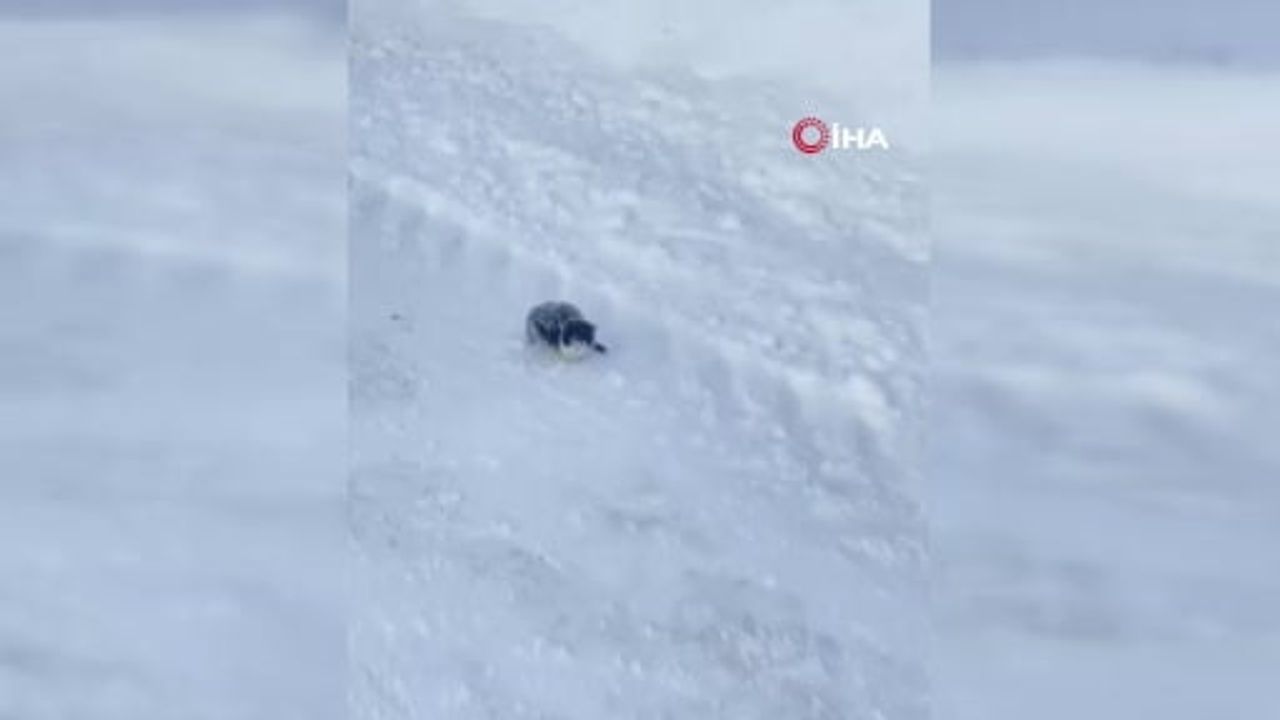 Sivas Ulaş’ta Eren Karakaya, yol kenarındaki donmak üzereki yavru kediyi kurtardı