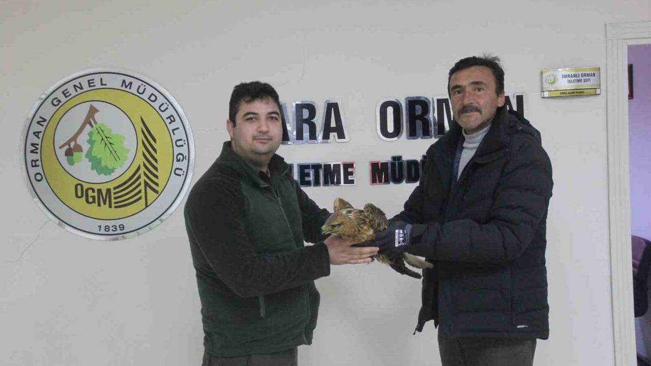 Sivas Zara'da uçamayan Kızıl Şahin esnaf tarafından koruma altına alındı