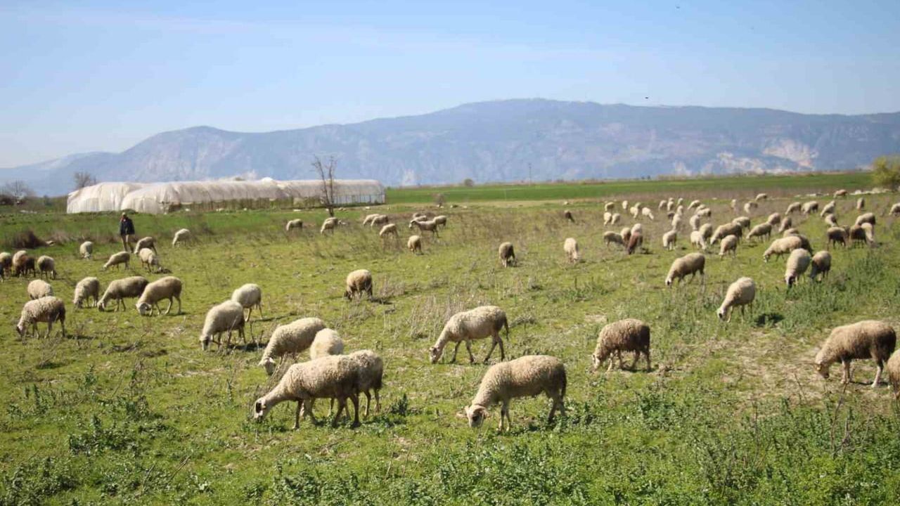 Söke'de 2025 1. Dönem Buzağı, Malak, Kuzu ve Oğlak Destekleme İcmalleri 19-23 Ocak 2026'da Askıda