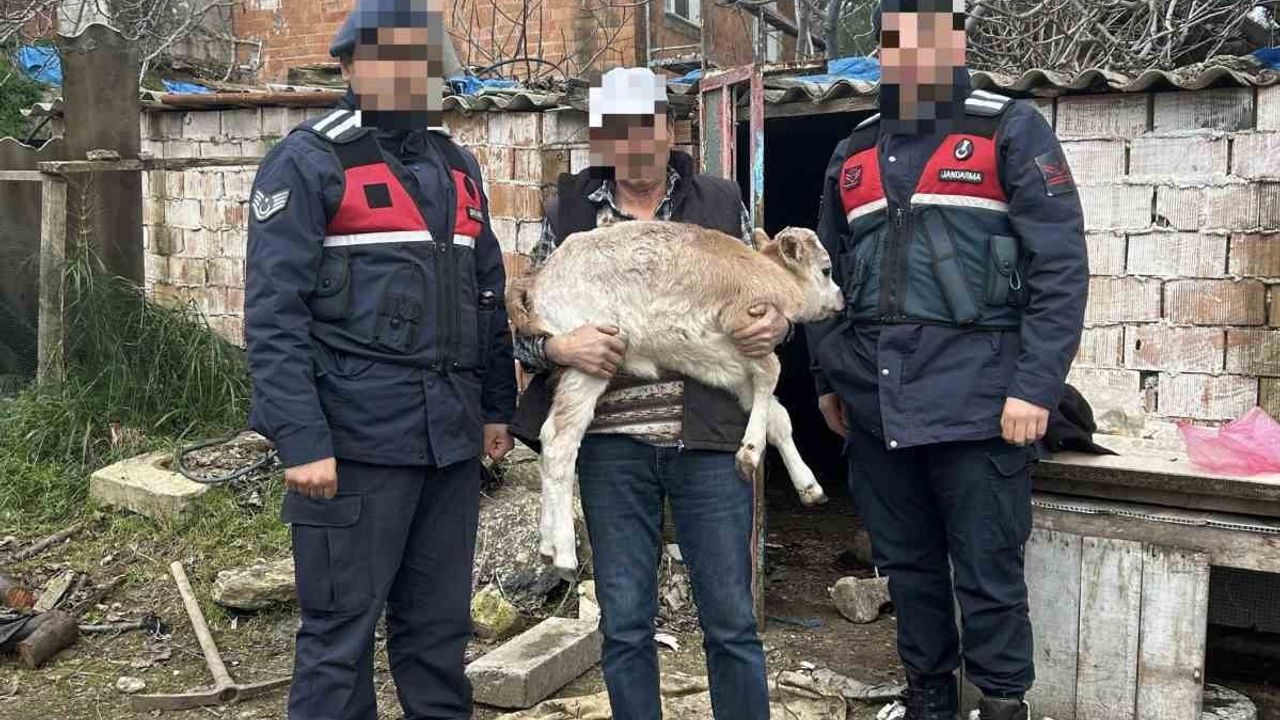 Söke’de büyükbaş hayvan hırsızlığı ve ruhsatsız silah operasyonu: 1 gözaltı