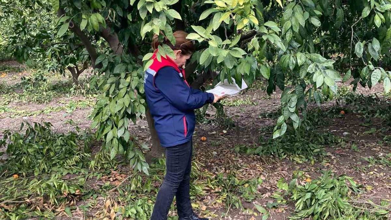 Söke'de narenciye bahçelerinde zararlı denetimi: Akdeniz meyve sineği tuzakları sayıldı