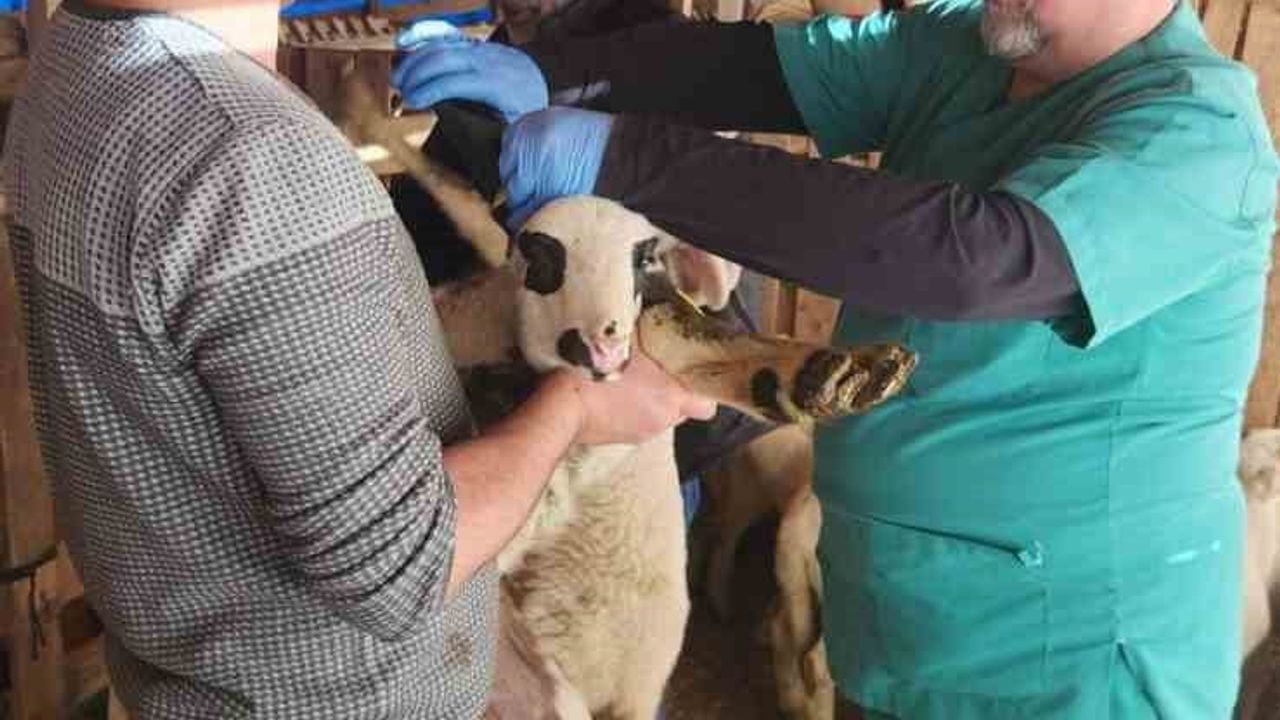 Söke Tarım Müdürlüğü Sazlı'da kuzularda küpeleme ve veba aşısı uyguladı