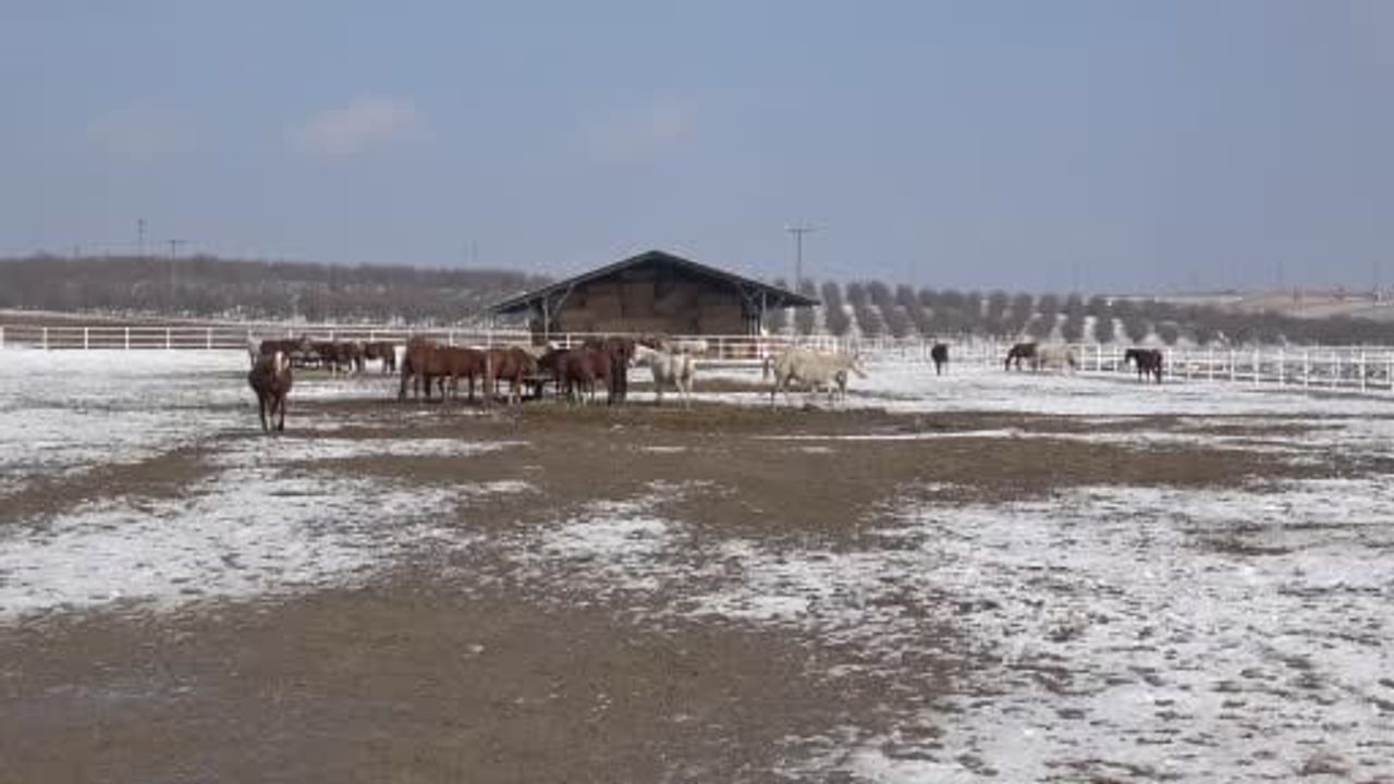 Sultansuyu'nda 2026 şampiyon adayı safkan Arap tayları doğmaya başladı