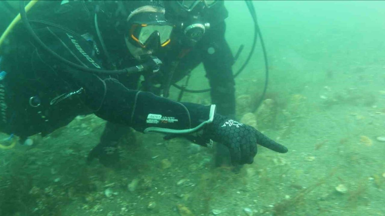 Tahir Büyükakın İzmit Körfezi'nde dalış yaptı: Pinaların artışı ekosistem için umut verici