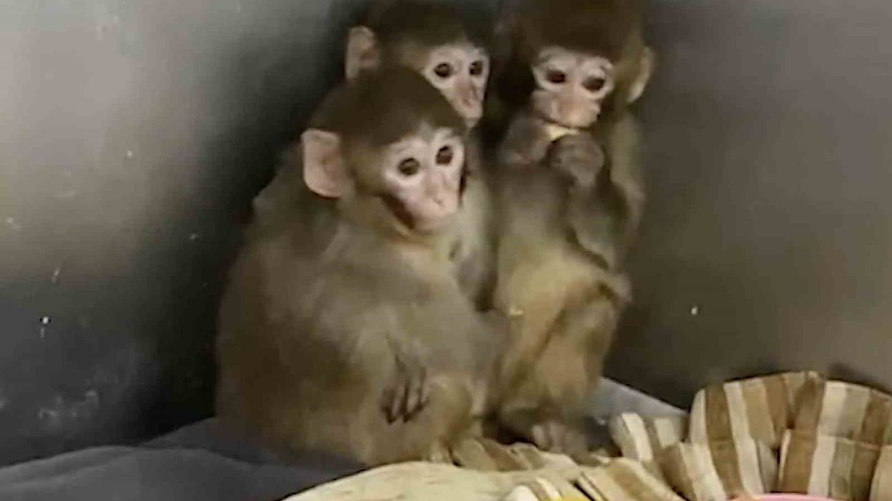 Tarım ve Orman Bakanlığı: Bursa’da Yakalanan 3 Makak Maymunu Koruma Altına Alındı