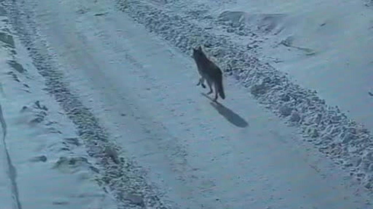 Tatvan'da gündüz vakti kurt görüntülendi