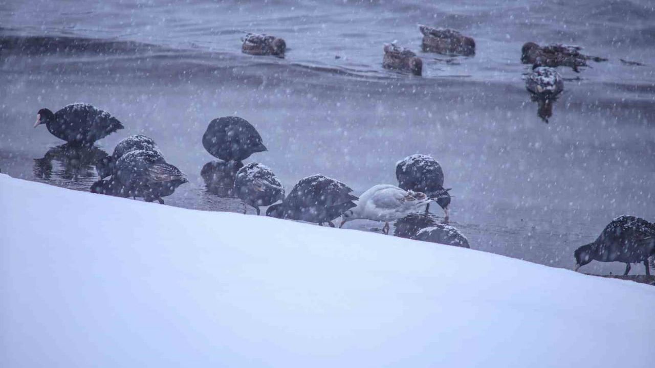 Tatvan'da Kış Ortasında Van Gölü Sahilinde Kuş Akını