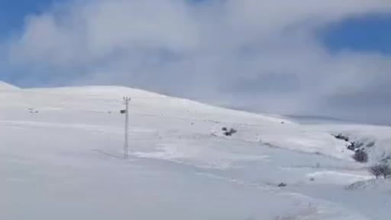 Tatvan kırsalında karla kaplı arazide onlarca domuz sürüsü görüntülendi