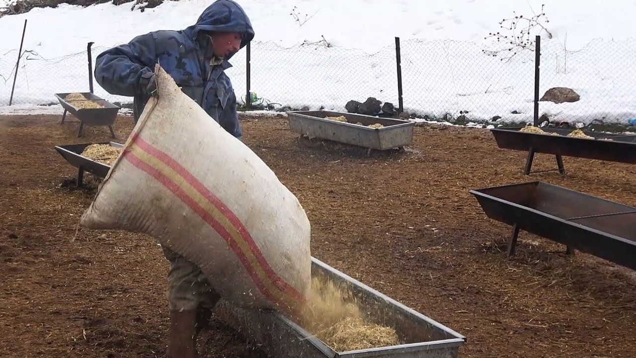Tatvan Kıyıdüzü'de yayladan besiye geçiş: Kış bakımı ve verim