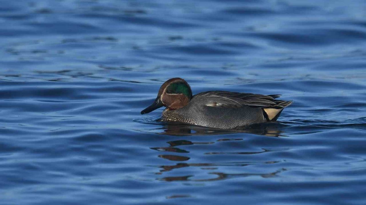 Tatvan sahilinde yeşilbaş ördeklerin Van Gölü'ndeki görüntüleri