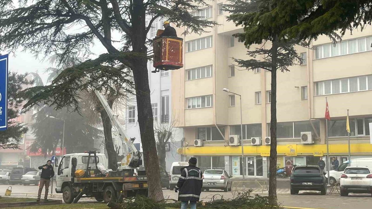 Tavşanlı'da park ve yeşil alanlarda riskli ağaçlara sepetli araçla müdahale