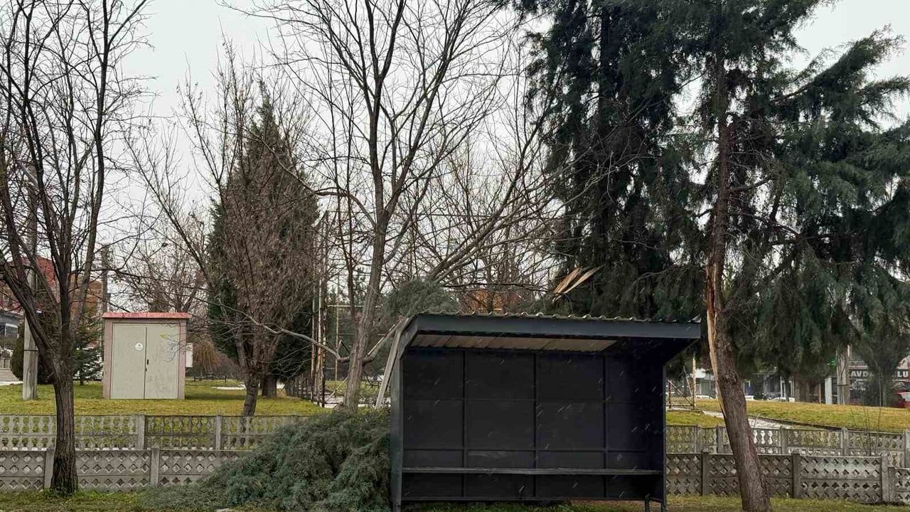 Tavşanlı'da şiddetli rüzgar ağaç devrilmesine neden oldu; yaralanma yok