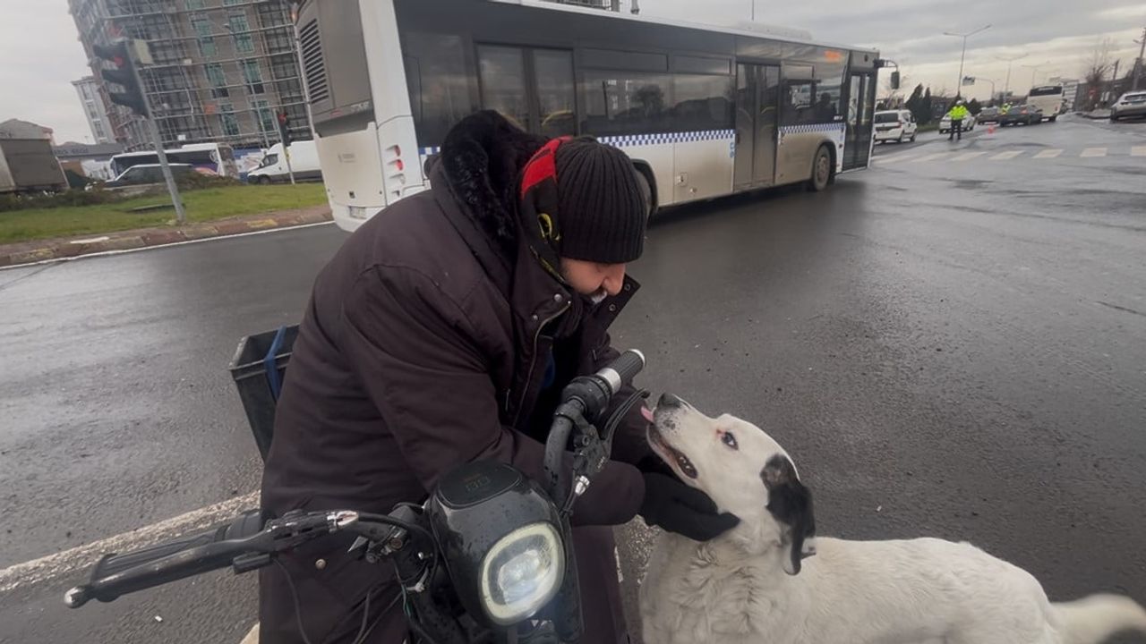 Tekirdağ Çorlu'da 'Karagöz' adlı köpek sahibiyle çarşı-pazara kadar her yere gidiyor