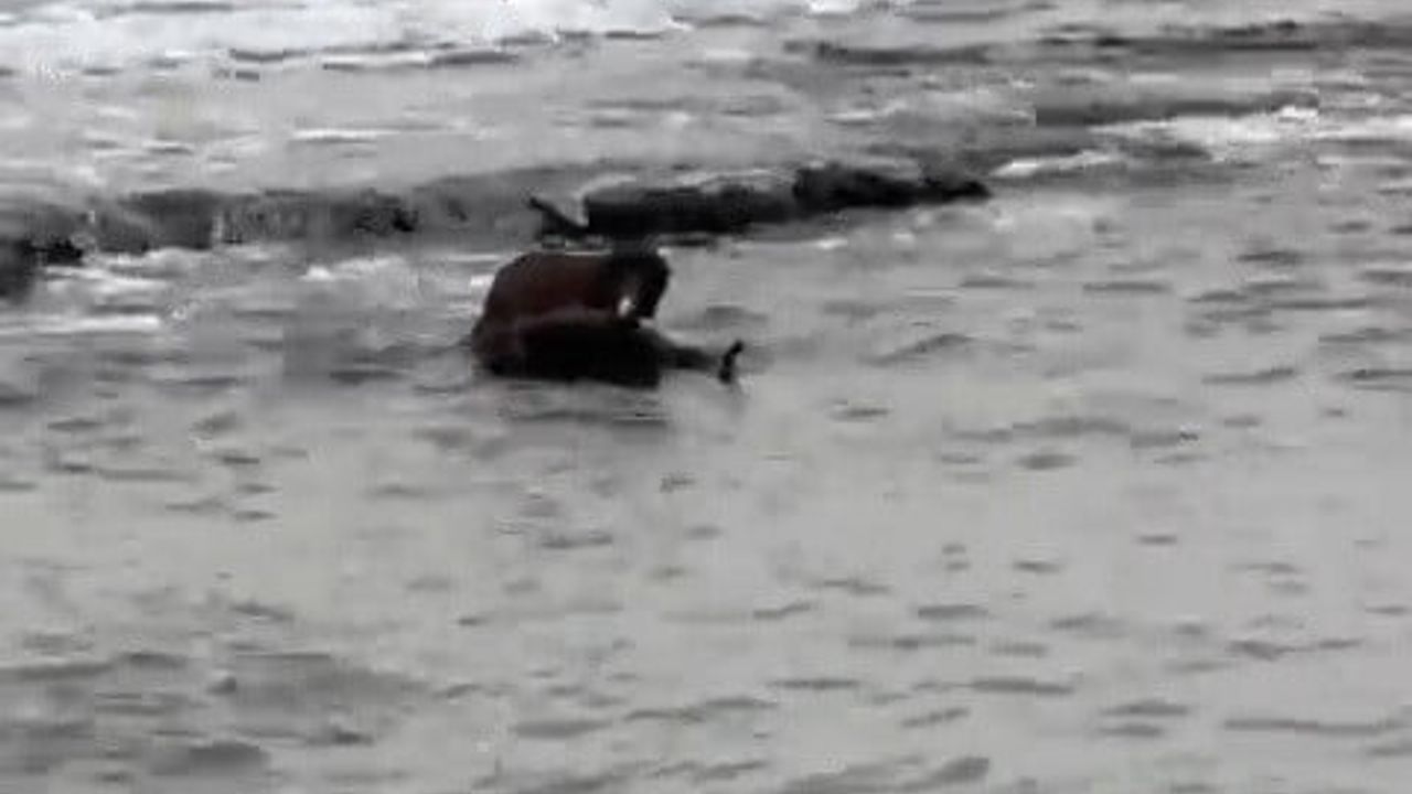 Tekirdağ kıyılarında nesli tehlike altında su samuru görüntülendi