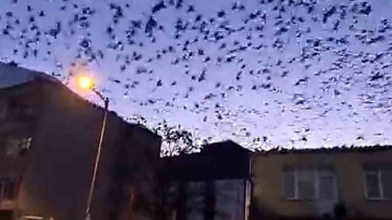 Tekirdağ Muratlı'da Yüzlerce Kuşun Oluşturduğu Gökyüzü Görseli