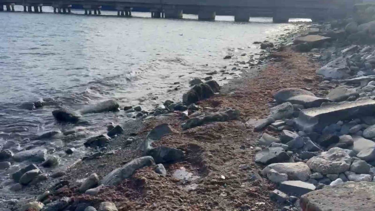 Tekirdağ Süleymanpaşa sahillerinde kuvvetli lodosta kırmızı yosun birikimi