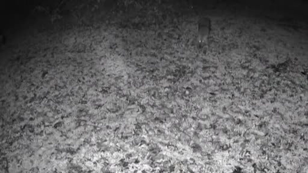 Terkos Gölü kıyısında gece görüntüsü: Karavan kampçısının kamerasına yansıyan kurt