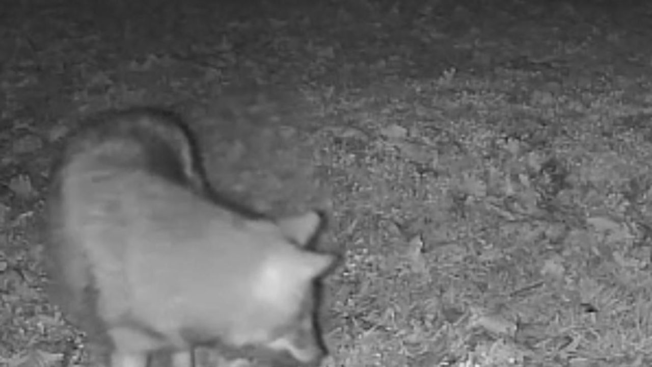 Terkos Gölü kıyısında gece kaydı: Karavan kamerası bir kurdun görüntüsünü yakaladı