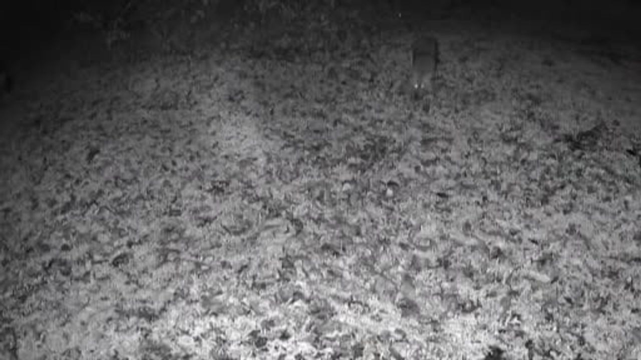 Terkos Gölü kıyısında karavan kamerasına yansıyan kurt