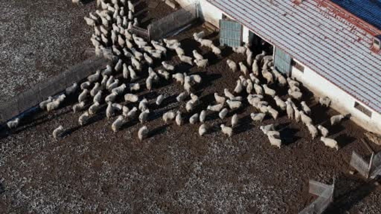 TİGEM Anadolu Tarım İşletmesi, Nesli Tehlikedeki 1.200 Ankara Keçisini Koruyor; 550-600 Oğlak Hedefi