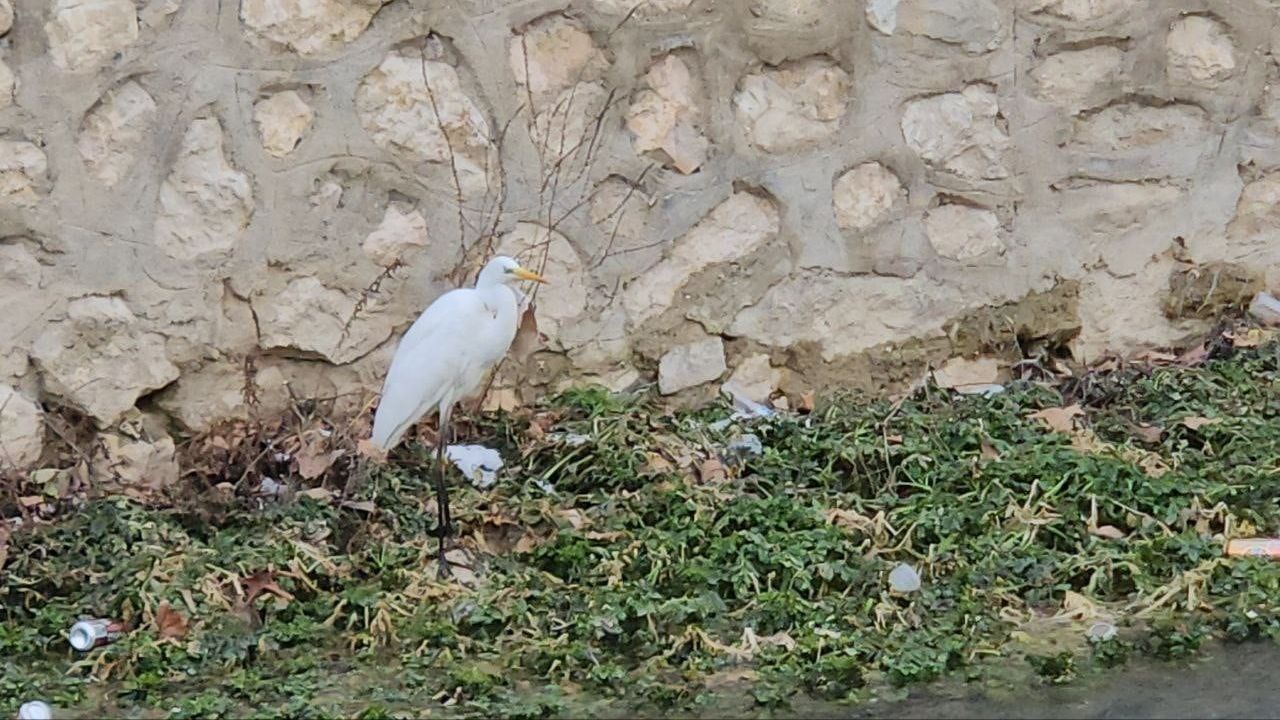 Tohma Çayı'nda Her Gün Görülen Balıkçıl Kuşu Fotoğrafçıların İlgisini Çekiyor