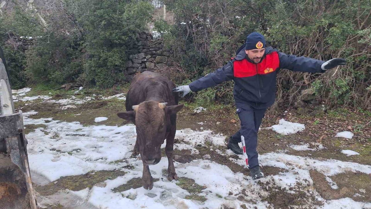 Tokat'ta su kuyusuna düşen inek itfaiye ve iş makinası ile kurtarıldı