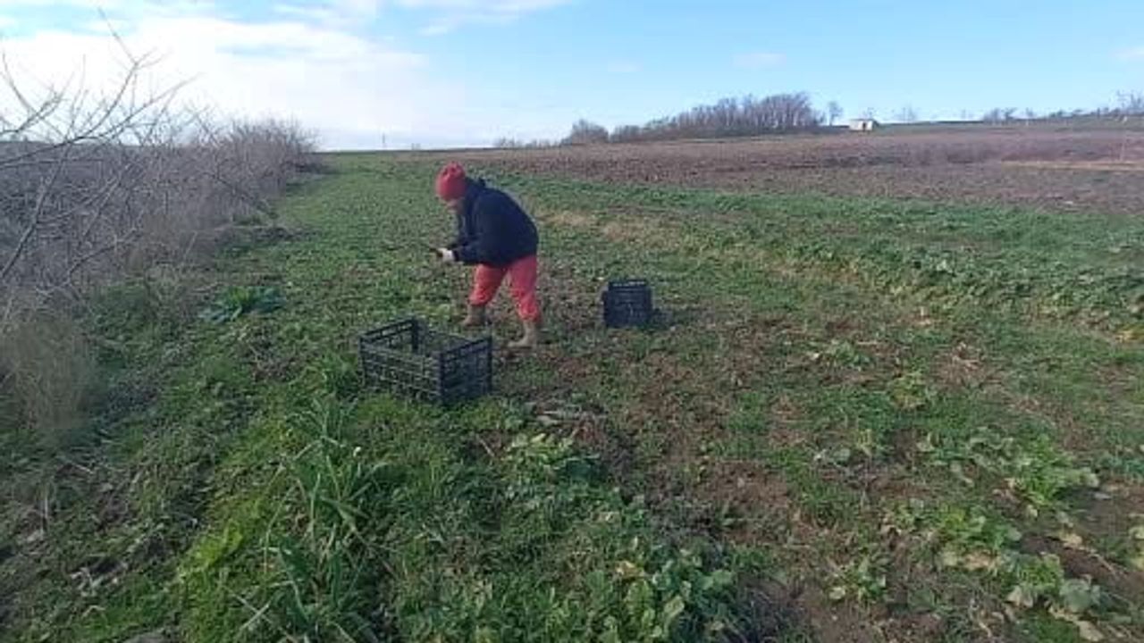Toprağa emek, çocuklara gelecek: Uzunköprü'de İlter ailesi yılın dört mevsimi tarlada