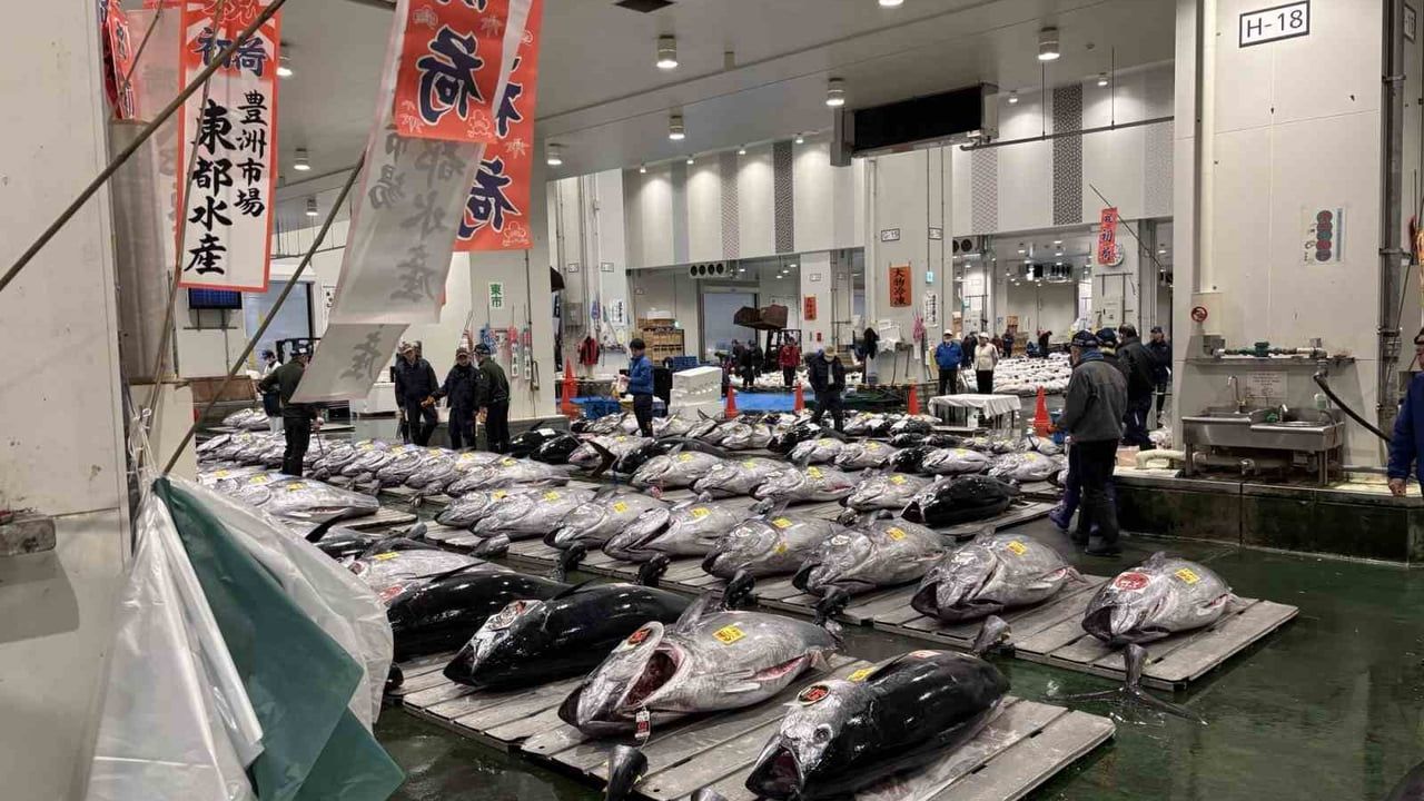 Toyosu Balık Hali'nde 243 kg mavi yüzgeçli orkinos 510,3 milyon yenle rekor fiyata satıldı