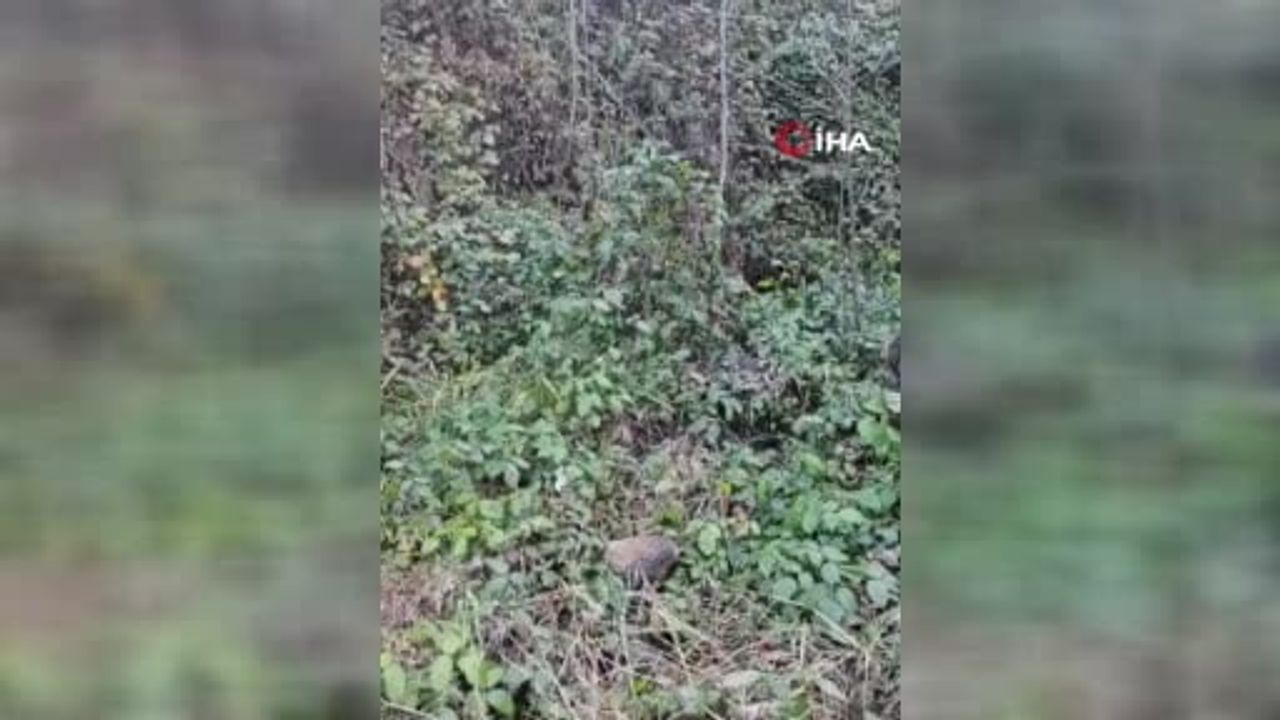 Trabzon'da yaban domuzu saldırdı: 64 yaşındaki avcı bacağından yaralandı