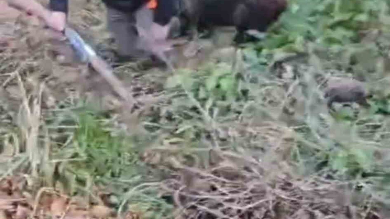 Trabzon'da Yaban Domuzu Saldırısı: 64 Yaşındaki Avcı Arkadaşlarının Müdahalesiyle Kurtarıldı