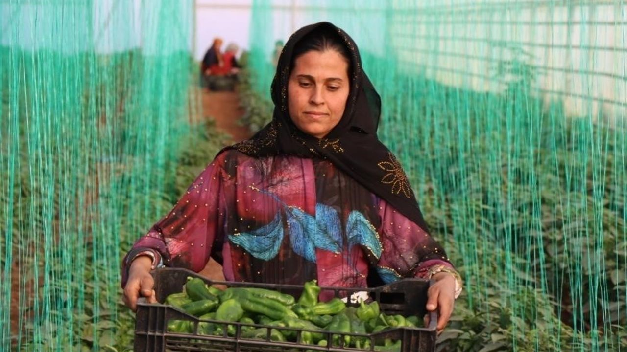 TÜİK: Kasım 2025 Tarımsal Girdi Fiyat Endeksi yıllık yüzde 34,24 arttı